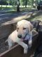 Labrador Retriever Puppies for sale in Phoenix, AZ, USA. price: $600
