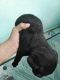 Labrador Retriever Puppies for sale in Morena, Madhya Pradesh 476001, India. price: 5000 INR