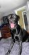 Labrador Retriever Puppies for sale in Jefferson, ME 04348, USA. price: $1,500