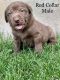 Labrador Retriever Puppies for sale in Logan, UT, USA. price: $800