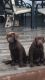 Labrador Retriever Puppies for sale in Nogales, AZ 85621, USA. price: NA