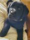 Labrador Retriever Puppies for sale in Fort Wayne, IN 46805, USA. price: $800