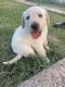 Labrador Retriever Puppies for sale in Phoenix, AZ, USA. price: $600