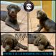 Labrador Retriever Puppies for sale in Dade City, FL 33523, USA. price: NA