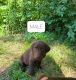 Labrador Retriever Puppies for sale in Burlington, IA, USA. price: $60,000