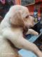 Labrador Retriever Puppies for sale in Lucknow, Uttar Pradesh, India. price: 5000 INR