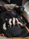 Labrador Retriever Puppies for sale in Charleston, SC, USA. price: NA