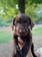 Labrador Retriever Puppies for sale in Webbers Falls, OK 74470, USA. price: NA