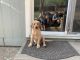 Labrador Retriever Puppies for sale in Weimar, CA 95713, USA. price: NA