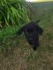 Labrador Retriever Puppies for sale in Howard Lake, MN 55349, USA. price: NA