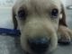 Labrador Retriever Puppies for sale in Mau, Uttar Pradesh 275101, India. price: 13000 INR