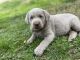 Labrador Retriever Puppies for sale in Taylorsville, NC 28681, USA. price: $1,600
