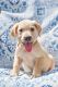Labrador Retriever Puppies for sale in Pelzer, SC, USA. price: $150