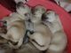 Labrador Retriever Puppies for sale in Carleston Rd, Balaji Layout, Cooke Town, Bengaluru, Karnataka 560005, India. price: 20000 INR