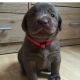 Labrador Retriever Puppies for sale in Denver, CO, USA. price: $1,000