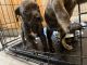 Labrador Retriever Puppies for sale in Peoria, IL, USA. price: NA