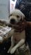 Labrador Retriever Puppies for sale in Mathura, Uttar Pradesh, India. price: 12000 INR