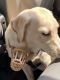 Labrador Retriever Puppies for sale in Greater Noida, Uttar Pradesh, India. price: 8000 INR