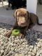 Labrador Retriever Puppies for sale in Ventura, CA, USA. price: NA