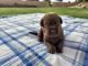 Labrador Retriever Puppies for sale in Waddell, AZ 85355, USA. price: $1,200