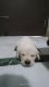 Labrador Retriever Puppies for sale in Shakti Nagar, Delhi, 110007, India. price: 8500 INR