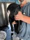 Labrador Retriever Puppies for sale in Spokane, WA, USA. price: $800