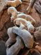 Labrador Retriever Puppies for sale in Tarkio, MO 64491, USA. price: NA