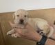 Labrador Retriever Puppies for sale in Fort Collins, CO, USA. price: NA