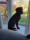 Labrador Retriever Puppies for sale in Hillsborough Township, NJ, USA. price: NA