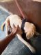 Labrador Retriever Puppies for sale in Tinsukia, Assam, India. price: 18000 INR