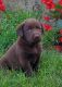 Labrador Retriever Puppies for sale in Waynesboro, PA 17268, USA. price: NA