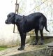 Labrador Retriever Puppies for sale in Telco Colony, Jamshedpur, Jharkhand, India. price: 15000 INR