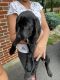 Labrador Retriever Puppies for sale in East Brunswick, NJ 08816, USA. price: NA