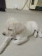 Labrador Retriever Puppies for sale in Sector 50, Gurugram, Haryana 122018, India. price: 10000 INR