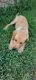 Labrador Retriever Puppies for sale in Thomasville, NC 27360, USA. price: $500
