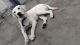 Labrador Retriever Puppies for sale in Lucknow, Uttar Pradesh, India. price: 14500 INR