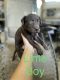 Labrador Retriever Puppies for sale in Walker, LA 70785, USA. price: NA