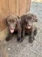 Labrador Retriever Puppies for sale in Burleson, TX, USA. price: NA