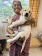 Labrador Retriever Puppies for sale in Lilavati Greens, Talegaon Dabhade, Maharashtra 410506, India. price: 8000 INR