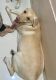 Labrador Retriever Puppies for sale in Vastrapur, Ahmedabad, Gujarat, India. price: 21000 INR