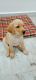 Labrador Retriever Puppies for sale in Kukatpally - Jagathgiri Gutta Rd, R p Colony, Jagathgiri Gutta, Hyderabad, Telangana, India. price: 15000 INR