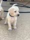 Labrador Retriever Puppies for sale in Laveen Village, Phoenix, AZ, USA. price: $800