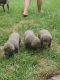 Labrador Retriever Puppies for sale in Hesston, KS 67062, USA. price: $1,250