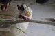 Labrador Retriever Puppies for sale in Aregudem, Lingoji Guda, Telangana 508114, India. price: 9500 INR