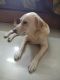 Labrador Retriever Puppies for sale in Pallikaranai, Chennai, Tamil Nadu, India. price: NA