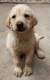 Labrador Retriever Puppies for sale in Chesterfield, MI 48051, USA. price: $850