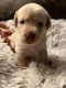 Labrador Retriever Puppies for sale in Tustin, MI 49688, USA. price: NA
