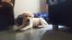 Labrador Retriever Puppies for sale in Green Glen Layout, Bellandur, Bengaluru, Karnataka 560103, India. price: 12000 INR