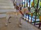 Labrador Retriever Puppies for sale in Selaiyur, Chennai, Tamil Nadu, India. price: 6000 INR