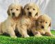 Labrador Retriever Puppies for sale in New York New York Casino, Las Vegas, NV 89109, USA. price: $400